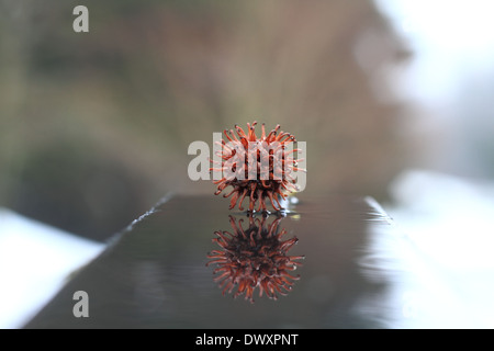 Amberbaum Baum Pod Stockfoto