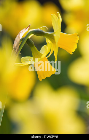 Eine doppelköpfige Pflanze in der Mitte einer Gruppe von Narzissen außerhalb in England, UK, im Frühjahr Stockfoto