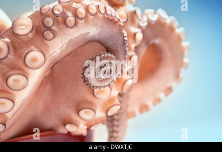 Nahaufnahme einer Octopus Tentacle auf blauem Grund. Stockfoto