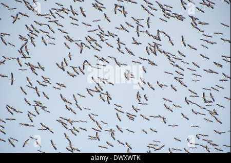 Große Herde von Migration Weißstörche Ciconia Ciconia fliegen in den Himmel Stockfoto