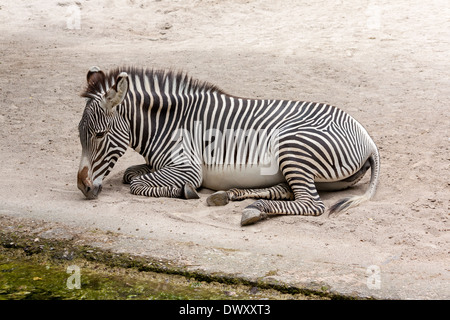 Zebra im sandigen Boden liegend Stockfoto