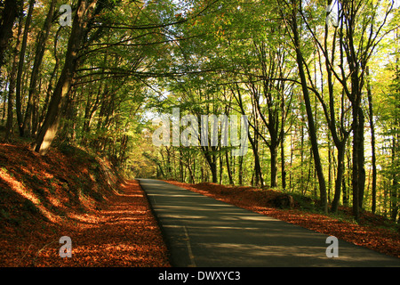 Belgrad Wald im Herbst-Saison, Istanbul, Türkei Stockfoto