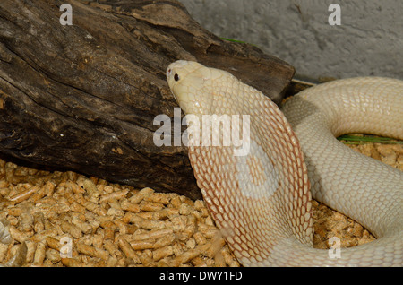 schöne Albino Monocellate Kobra (Naja Kaouthia) im terrarium Stockfoto