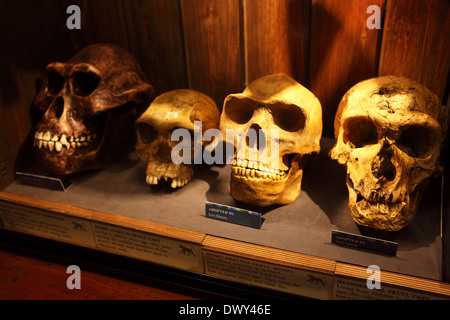 Primas Schädel im Grant Museum in London, England. Stockfoto