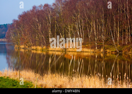 Silber-Birken im Frühjahr auf Staunton Harold Reservoir Derbyshire UK zeigt eine Reflexion Stockfoto