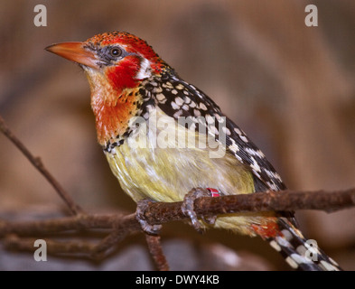 Rote und gelbe Barbet (Trachyphonus Erythrocephalus) männlich Stockfoto
