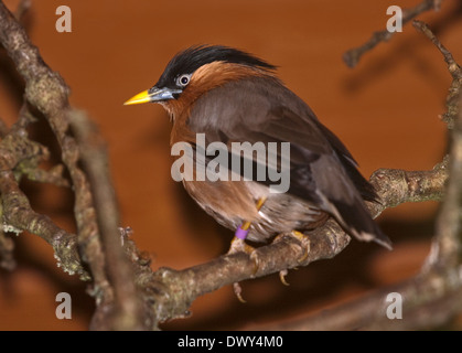 Brahminy Starling (Sturnia Pagodarum) auch bekannt als Brahminy Myna und Pagode Starling Stockfoto