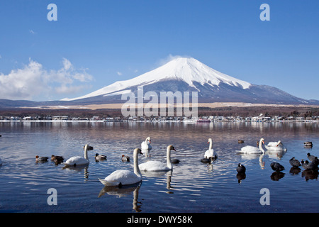 Schwäne im Yamanaka-See in Japan Stockfoto