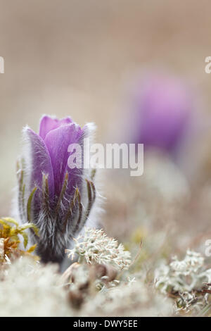 Auf einer Wiese sind Kuhschelle im Frühjahr. -2013 Stockfoto