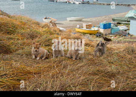 Grönland, Nuussuaq Halbinsel, Diskobucht, Qaasuitsup, Saqqaq (alias Sarqaq oder Solsiden). Stockfoto
