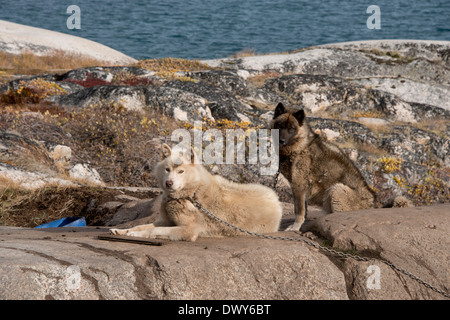 Grönland, Nuussuaq Halbinsel, Diskobucht, Qaasuitsup Gemeinde, Saqqaq (alias Sarqaq oder Solsiden). Stockfoto