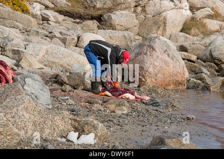 Grönland, Nuussuaq Halbinsel, Diskobucht, Qaasuitsup Gemeinde, Saqqaq (alias Sarqaq oder Solsiden). Lokale Fischer mit Dichtung. Stockfoto