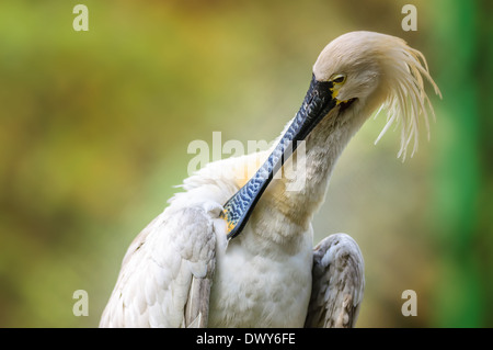 Vogel, eurasische Löffler, Platalea Leucorodia, Federn, Textfreiraum beschneiden Stockfoto