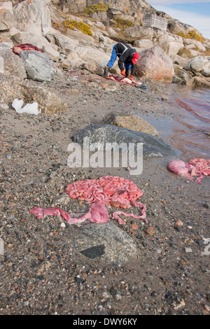 Grönland, Nuussuaq Halbinsel, Diskobucht, Qaasuitsup Gemeinde, Saqqaq (alias Sarqaq oder Solsiden). Lokale Fischer mit Dichtung. Stockfoto