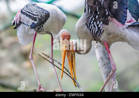 Nahaufnahme eines Paares von bemalten Storch Mycteria Leucocephala mit Nistmaterial Stockfoto