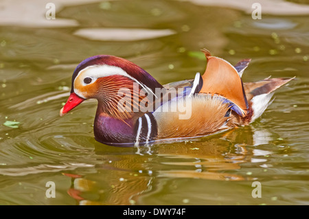 Vogel, Mandarinenten, Aix Galericulata, Schwimmen im Wasser, Textfreiraum Stockfoto