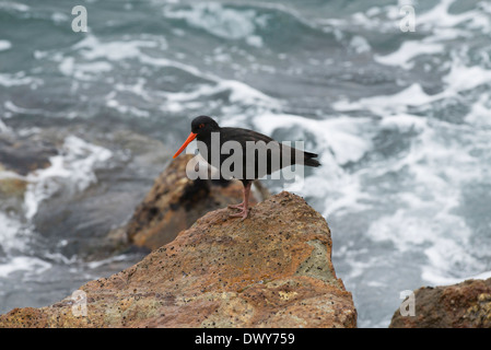 Variable Austernfischer (Haematopus unicolor), eine Art endemisch in Neuseeland. Stockfoto