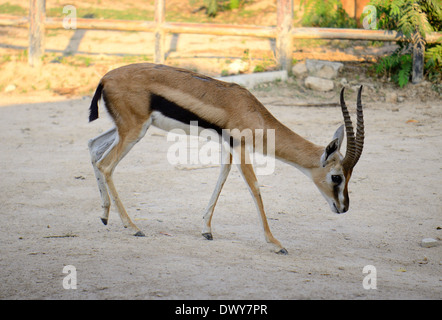 schöne männliche Thomson es Gazelle (Eudorcas Thomsonii) stehen in Thai Wald Stockfoto