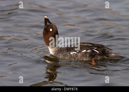 GOLDENEYE, Bucephala Clangula Weibchen umwerben Stockfoto