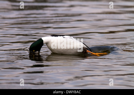 GOLDENEYE, Bucephala Clangula männlich Tauchen Stockfoto