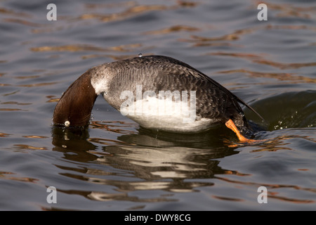 GOLDENEYE, Bucephala Clangula weiblich Tauchen Stockfoto