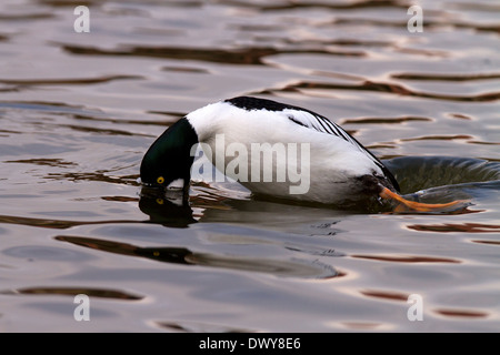 GOLDENEYE, Bucephala Clangula männlich Tauchen Stockfoto