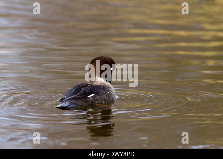 GOLDENEYE, Bucephala Clangula weiblich putzen Stockfoto