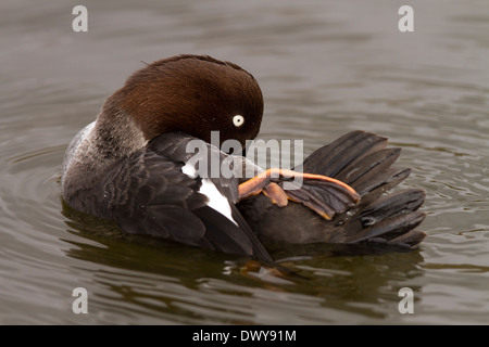 GOLDENEYE, Bucephala Clangula weiblich putzen Stockfoto