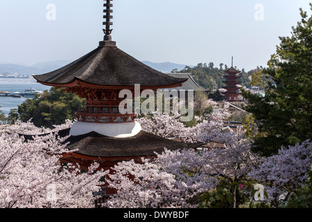 Fünfstöckige Pagode umgeben von Kirschblüten, Hatsukaichi, Präfektur Hiroshima, Japan Stockfoto