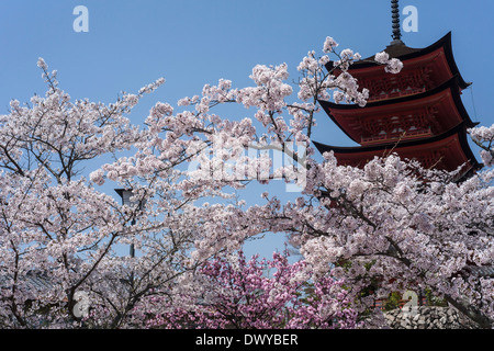 Fünfstöckige Pagode umgeben von Kirschblüten, Hatsukaichi, Präfektur Hiroshima, Japan Stockfoto