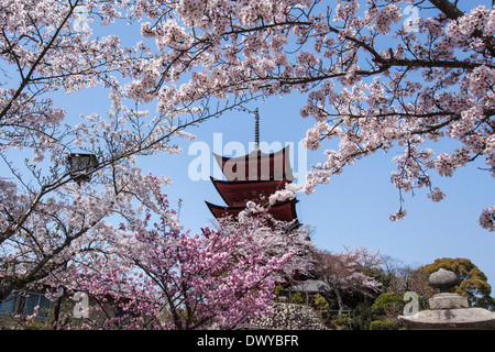 Fünfstöckige Pagode umgeben von Kirschblüten, Hatsukaichi, Präfektur Hiroshima, Japan Stockfoto