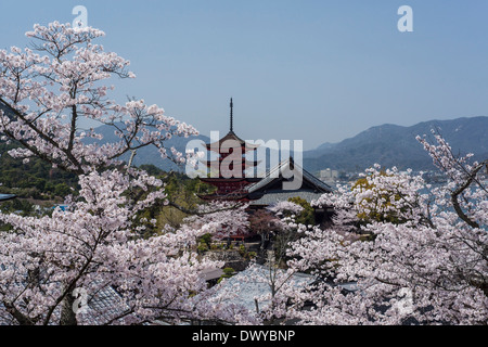 Fünfstöckige Pagode umgeben von Kirschblüten, Hatsukaichi, Präfektur Hiroshima, Japan Stockfoto