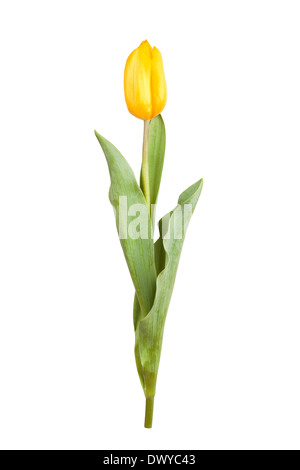 gelbe Tulpe isoliert auf weiss Stockfoto