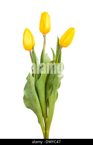 gelbe Tulpen Strauß isoliert Stockfoto