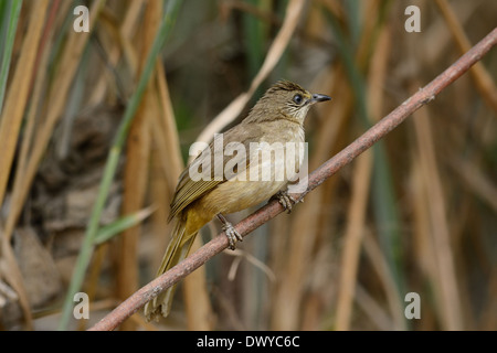 schöne Streifen-Schmuckschildkröte Bulbul (Pycnonotus Blanfordi) stehend auf das Protokoll Stockfoto