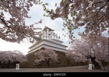 Tsuruga-Burg, umgeben von Cherry Blossoms Aizuwakamatsu, Präfektur Fukushima, Japan Stockfoto