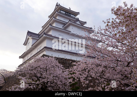 Tsuruga-Burg, umgeben von Cherry Blossoms Aizuwakamatsu, Präfektur Fukushima, Japan Stockfoto