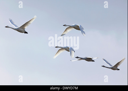 Vögel fliegen in den Himmel Stockfoto