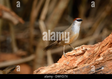 schöne Kastanie-capped Schwätzer (Timalia Pileata) ruht auf Log im Wald von Thailand Stockfoto