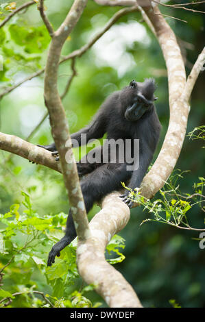 Tangkoko Wald, Nord-Sulawesi, Indonesien. 14. März 2014. Tangkoko ist einer der letzten verbliebenen Hochburgen des kritisch gefährdete Sulawesi crested schwarz Makaken (Macaca Nigra). Der Naturfotograf Andrew Walmsley ist im Feld dokumentiert die Arbeit des Selamatkan Yaki (NGO), die arbeiten, um die Affen zu schützen. Ein Makaken in den Baumkronen. Um diese Fotos aufzunehmen, Andrew saß an der Spitze des Baumes aus kurz nach 05:00 bis nach 13:00 Credit: Andrew Walmsley/Alamy Live News Stockfoto