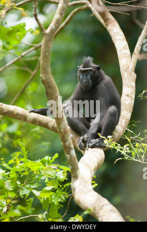 Tangkoko Wald, Nord-Sulawesi, Indonesien. 14. März 2014. Tangkoko ist einer der letzten verbliebenen Hochburgen des kritisch gefährdete Sulawesi crested schwarz Makaken (Macaca Nigra). Der Naturfotograf Andrew Walmsley ist im Feld dokumentiert die Arbeit des Selamatkan Yaki (NGO), die arbeiten, um die Affen zu schützen. Ein Makaken in den Baumkronen. Um diese Fotos aufzunehmen, Andrew saß an der Spitze des Baumes aus kurz nach 05:00 bis nach 13:00 Credit: Andrew Walmsley/Alamy Live News Stockfoto