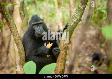 Tangkoko Wald, Nord-Sulawesi, Indonesien. 14. März 2014. Tangkoko ist einer der letzten verbliebenen Hochburgen des kritisch gefährdete Sulawesi crested schwarz Makaken (Macaca Nigra). Der Naturfotograf Andrew Walmsley ist im Feld dokumentiert die Arbeit des Selamatkan Yaki (NGO), die arbeiten, um die Affen zu schützen. Ein Makaken, zuviele Mucana Samen Credit gegessen zu haben scheint: Andrew Walmsley/Alamy Live News Stockfoto