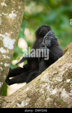 Tangkoko Wald, Nord-Sulawesi, Indonesien. 14. März 2014. Tangkoko ist einer der letzten verbliebenen Hochburgen des kritisch gefährdete Sulawesi crested schwarz Makaken (Macaca Nigra). Der Naturfotograf Andrew Walmsley ist im Feld dokumentiert die Arbeit des Selamatkan Yaki (NGO), die arbeiten, um die Affen zu schützen. Zwei junge Makaken erholen Sie sich in einer Gabelung des Baumes Credit: Andrew Walmsley/Alamy Live News Stockfoto