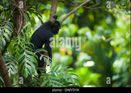 Tangkoko Wald, Nord-Sulawesi, Indonesien. 14. März 2014. Tangkoko ist einer der letzten verbliebenen Hochburgen des kritisch gefährdete Sulawesi crested schwarz Makaken (Macaca Nigra). Der Naturfotograf Andrew Walmsley ist im Feld dokumentiert die Arbeit des Selamatkan Yaki (NGO), die arbeiten, um die Affen zu schützen. Ein Makaken in den Baumkronen. Um diese Fotos aufzunehmen, Andrew saß an der Spitze des Baumes aus kurz nach 05:00 bis nach 13:00 Credit: Andrew Walmsley/Alamy Live News Stockfoto