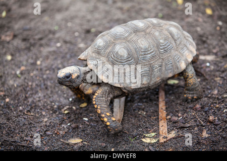 Eine gelb-footed Schildkröte ist in St. Augustine Alligator Farm, Florida abgebildet. Stockfoto