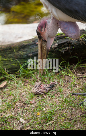 Abgebildet ist ein Marabou Storch in St. Augustine Alligator Farm, Florida Stockfoto