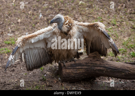 Abgebildet ist ein Kap Geier auf Alligatorfarm Zoological Park in St. Augustine, Florida Stockfoto