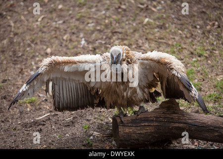 Abgebildet ist ein Kap Geier auf Alligatorfarm Zoological Park in St. Augustine, Florida Stockfoto