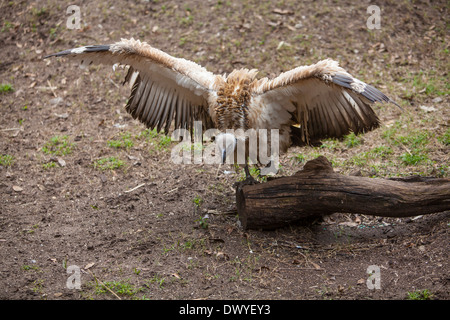 Abgebildet ist ein Kap Geier auf Alligatorfarm Zoological Park in St. Augustine, Florida Stockfoto