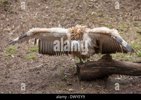 Abgebildet ist ein Kap Geier auf Alligatorfarm Zoological Park in St. Augustine, Florida Stockfoto